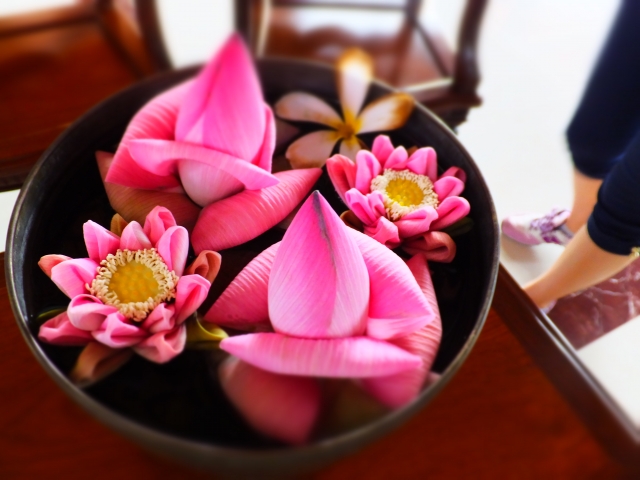 カンボジア蓮の花